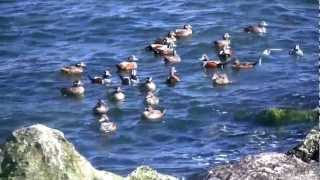 Barnegat Inlet Winter Waterfowl  HD VIdeo [upl. by Enilamme417]