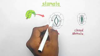 Stomata  opening and closing of stomata  Class 10 biology [upl. by Matthei]