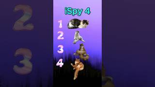 iSpy 4 Kitten Edition cats kittens shorts [upl. by Eidnas]