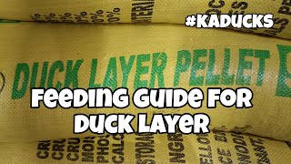 EP106  FEEDING GUIDE FOR DUCK LAYER Kaducks [upl. by Choong122]