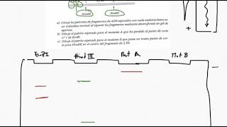 IG Patrones de bandas  RFLP Genetica molecular [upl. by Nagorb]