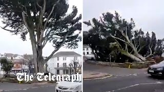 Storm Eunice Dramatic footage shows moment tree falls in town of Bude [upl. by Eiduam]