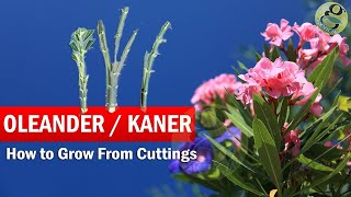 How to Grow Oleander from Cuttings  Growing Kaner Nerium Oleander Cuttings and Care in English [upl. by Lebatsirhc286]