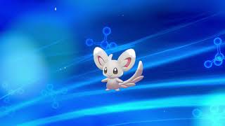 pokemon shield how to evolve minccino into cinccino [upl. by Allenod]