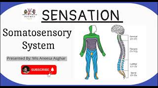 Somatosensory System in Sensation  Psychology Lecture  UrduHindi [upl. by Siugram]