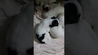 Puppies  Indian Spitz cross [upl. by Nhguaval]