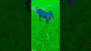 beautiful got 🐐 in my village short viral video got lover animal village short trending [upl. by Grant849]