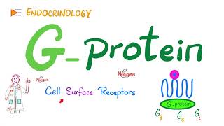 GProtein amp GProteinCoupled Receptors GPCR  Cell Surface Receptor  Physiology  Endocrinology [upl. by Ailic]