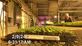 Hypoestes Germination Time Lapse [upl. by Corvin]