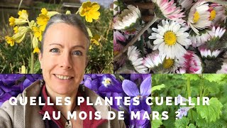 Quelles plantes cueillir au mois de mars [upl. by Sonya78]