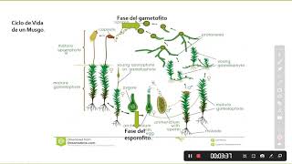 Características y Ciclo de Vida de las Briofitas Musgos y Hepáticas [upl. by Cynara904]