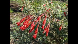 Pruning California Fuchsias [upl. by Ailbert]