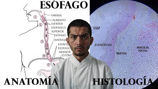 Anatomia e Histologia del Esofago ¿Como se ve al microscopio [upl. by Storm]