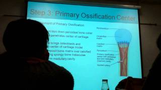 AampP BI231 Ossification Endochondral [upl. by Alekram886]