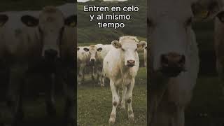 ¿Todos hablan de sincronizar a las vacas y no sabes qué se refieren [upl. by Eecart]