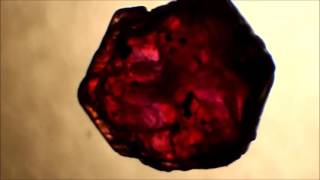 Unheated rough Ruby VS Lead Glass Filled rough Ruby [upl. by Ihtraa]