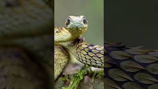 La serpiente más linda Atheris Hispida shorts viral asombroso animal [upl. by Lamond573]