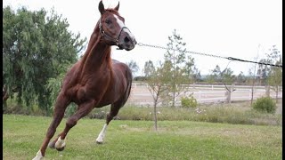 ¿Cómo se amansa un caballo Lo sabias descúbrelo [upl. by Armilla]