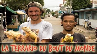 LA TERRARIO DU BOUT DU MONDE  VLOG THAILANDE  TOOPET [upl. by Atsyrk]