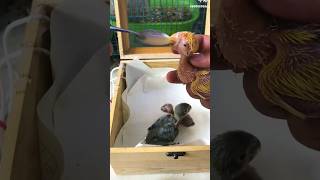 feeding hungry bird baby । ‎Petflix shorts youtubeshorts birds [upl. by Sateia]