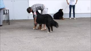 Expo canine  Bouvier Bernois  Montpellier 29 juin 2014 [upl. by Ahsitam]