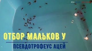 Отбор мальков у цихлид [upl. by Aiket]