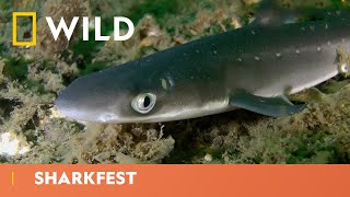 Snot Fish Vs Dogfish Shark  Sharkfest  National Geographic WILD UK [upl. by Reivazx]