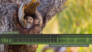 Australian Owletnightjar – Sounds amp Calls [upl. by Darton203]