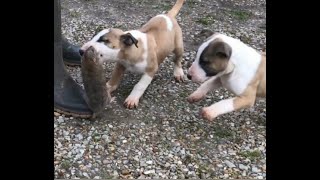 Working Bull Terrier  Puppy Bull Terrier with rat [upl. by Noreen]