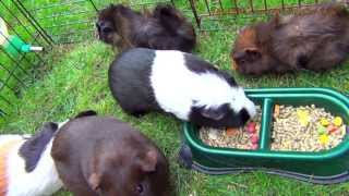 5 Guinea Pigs Eating Food So Funny [upl. by West]