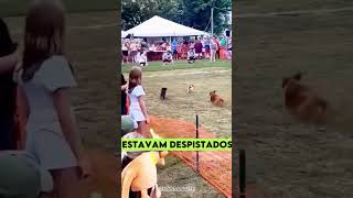 Esse é o cachorro MAIS INTELIGENTE do MUNDO curiosidades [upl. by Edlihtam]