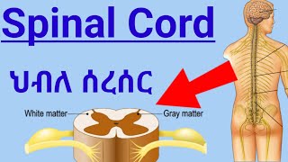 How Spinal Cord Works ascending tractsdescending tracts ህብለ ሰረሰር የአንጎል ክፍል እንዴት ይሰራል spinalcord [upl. by Nations]