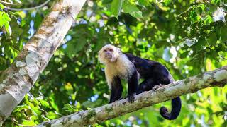 The sound of a Capuchin Monkey [upl. by Madanhoj]