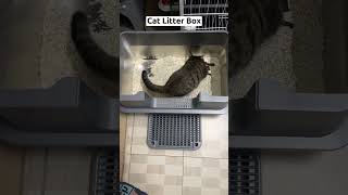 Discover these clever tips for litter box maintenance and enjoy a fragrant home [upl. by Jar]