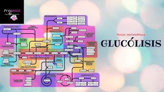 Rutas MetabólicasGlucólisis aerobia y anaerobia [upl. by Soma720]