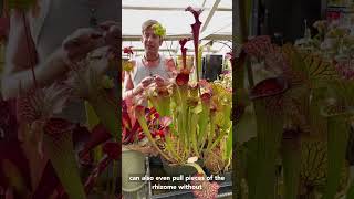 How To Propagate Sarracenia American Pitcher Plants [upl. by Lalage325]