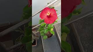 mygardenflowers  Orangish red hibiscus [upl. by Rosner]