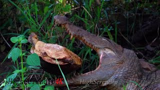 【Crocs in Yala】Crocodile hunting flapshell turtle wildlife hunting crocodile alligator animals [upl. by Oelgnaed]