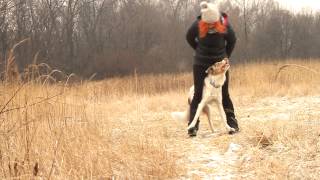 Border Collie Sorin  10 months Tricks frisbee amp obedience [upl. by Pavla923]