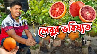 BloodOrange amp NavelOrange এর কিছু নতুন জাত কমলালেবু ও মাল্টার ভবিষ্যত। Growing citrus in pot [upl. by Chiquia]