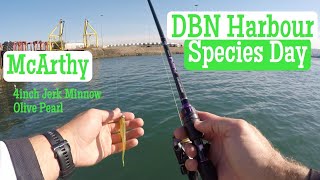 Multi Species Fishing in Durban Harbour on McArthy jerk minnow South Africa KZN [upl. by Lennej501]