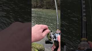 PECHE TRUITE SAUVAGE GOUMOIS  fishing fishingvideo truite [upl. by Nayhr389]