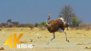 4K Ostrich the Flightless Bird  African Wildlife Documentary Film with Narration [upl. by Marilou]