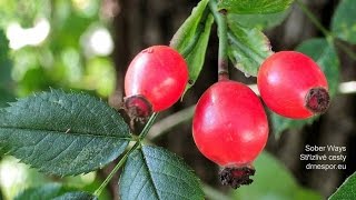 Rosehip Tea 4 Recipes and 3 Tips [upl. by Fisuoy]