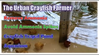 How to Remove Ammonia Build Up and Avoid Ammonia Spikes on Our Crayfish Aquariums and Trapal Ponds [upl. by Debee]