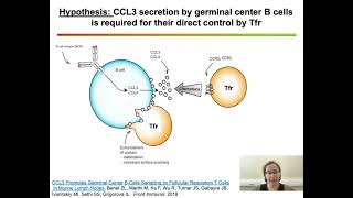 Dual role of follicular regulatory T cells in the control of B cellresponse to vaccination [upl. by Arliene]