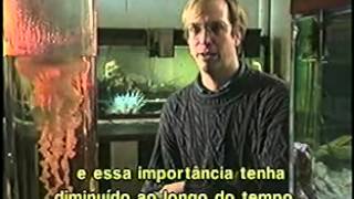 Entendendo o Magnetismo  Discovery Channel [upl. by Assirak]