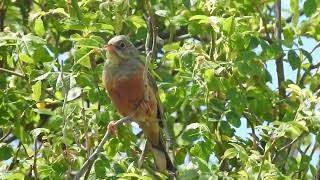 Emberiza hortulana Escribano hortelano Ortolan bunting [upl. by Eyt]