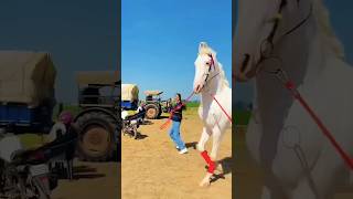 Horse Shorts shorts horse shortsvideo hors marwadi horselover horse [upl. by Apurk]