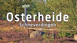 Malerische Osterheide in Schneverdingen Lüneburger Heide [upl. by Krute]